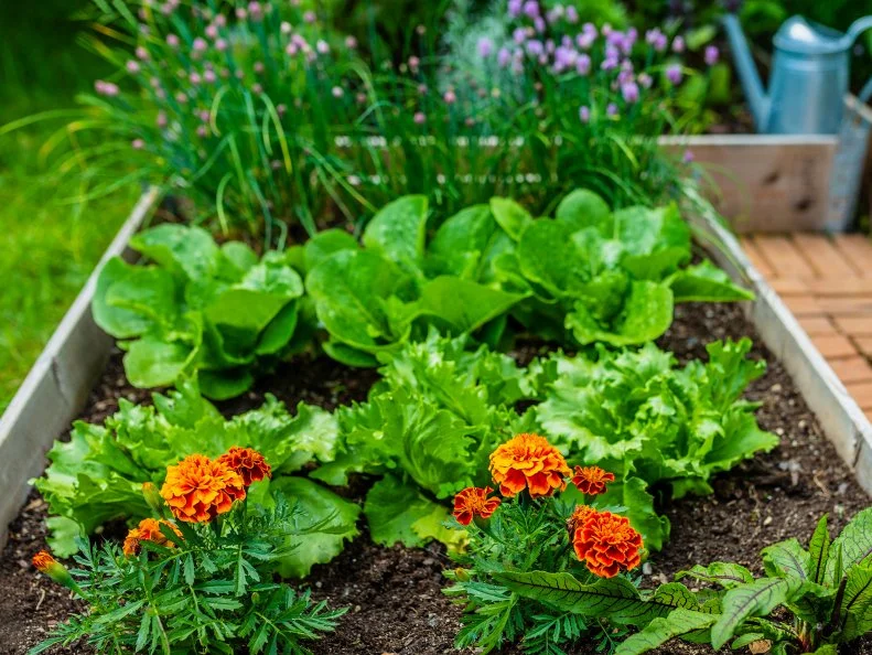 A raised garden bed bursting with lettuce, orange marigolds, and flowering chives, with a blue watering can in the background.