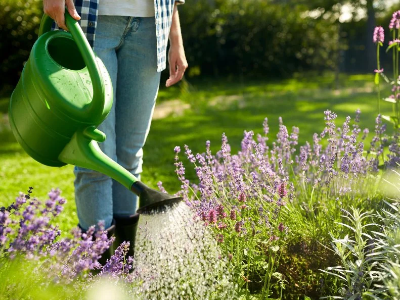A person watering purple lavender plants with a green watering can in a sunny garden.