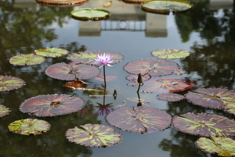 Botanical Gardens in Birmingham Alabama