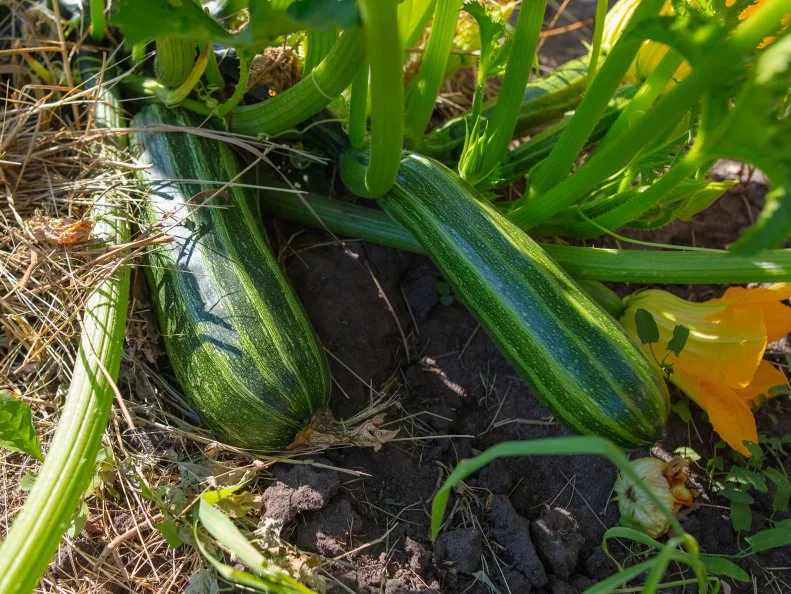 Two large striped zucchini growing on the vine amid straw mulch and yellow squash blossoms.