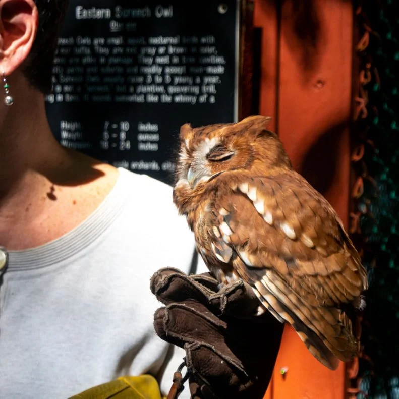 Eastern screech owl in the bird preservation and care center in Central New Jersey 