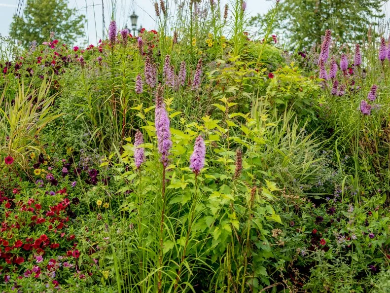 A densely packed flower bed with purple liatris spikes, red and purple petunias, and ornamental grasses.