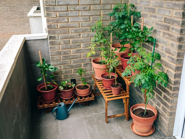 A small balcony garden with potted tomato, pepper, and strawberry plants on wooden stands against a brick wall.