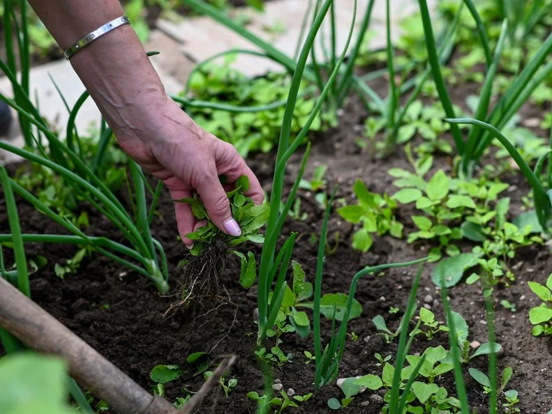 A hand pulling a weed by the roots from a vegetable bed planted with onions.