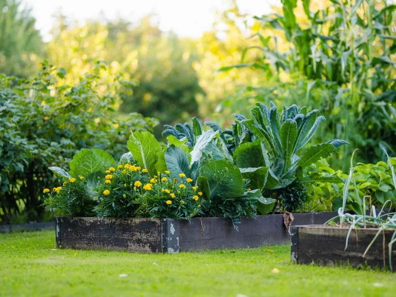A wooden raised bed overflowing with cabbage, kale, and yellow marigolds in a sunlit garden.