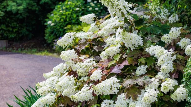 The Most Searched-For Native Plants in Each Region, According to Google