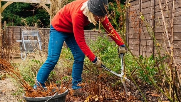 What to Prune in Late Fall for Healthier Trees, Shrubs and Perennials