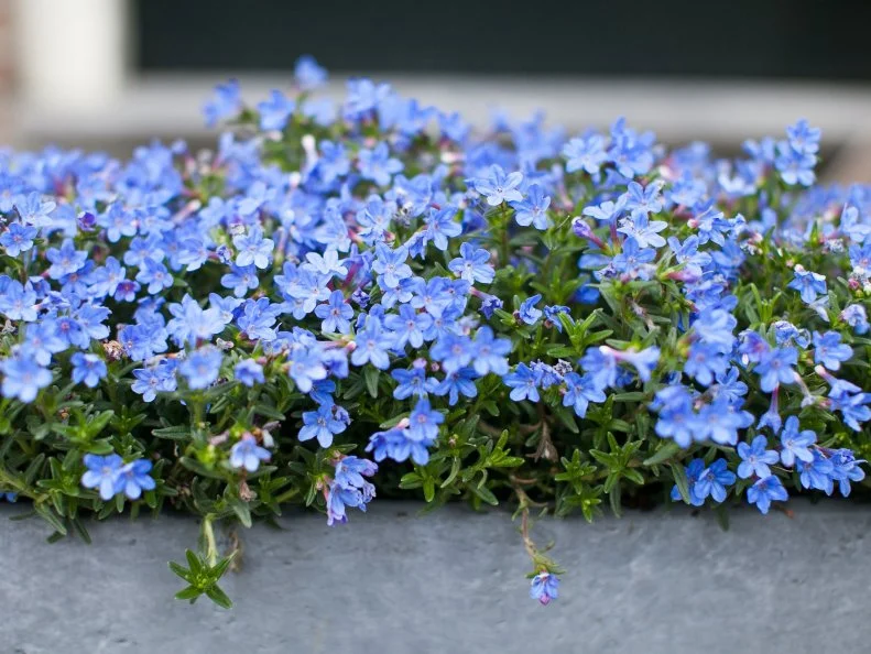 A dense, low mat of lobelia smothered in small vivid blue five-petaled flowers cascades over the edge of a gray stone surface.