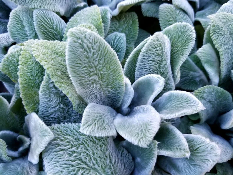 A close-up overhead view of lamb's ear reveals densely packed rosettes of thick, velvety silver-green leaves covered in soft white fuzz, with subtle blue-gray tones visible at the center of each rosette.