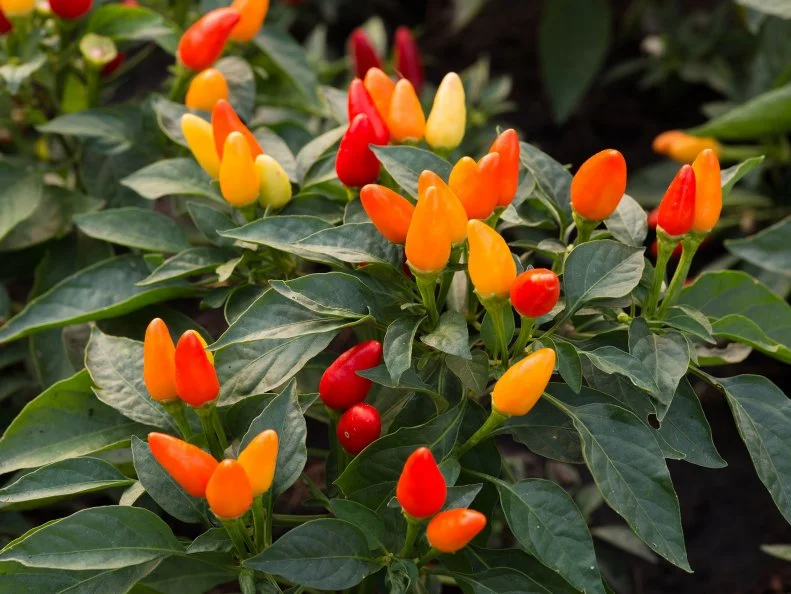 Colorful ornamental peppers in shades of red, orange, and yellow grow above glossy green foliage.