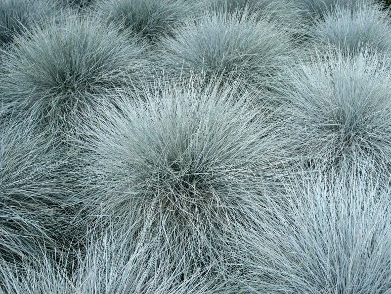 Multiple clumps of blue fescue fill the frame overhead, their fine, silvery blue-gray blades radiating outward in dense, circular mounds with a soft, almost frosted appearance.