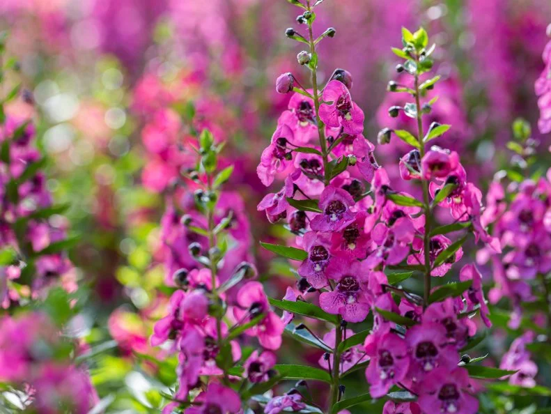 Tall spikes of bright pink angelonia flowers bloom among green foliage with a softly blurred garden background.