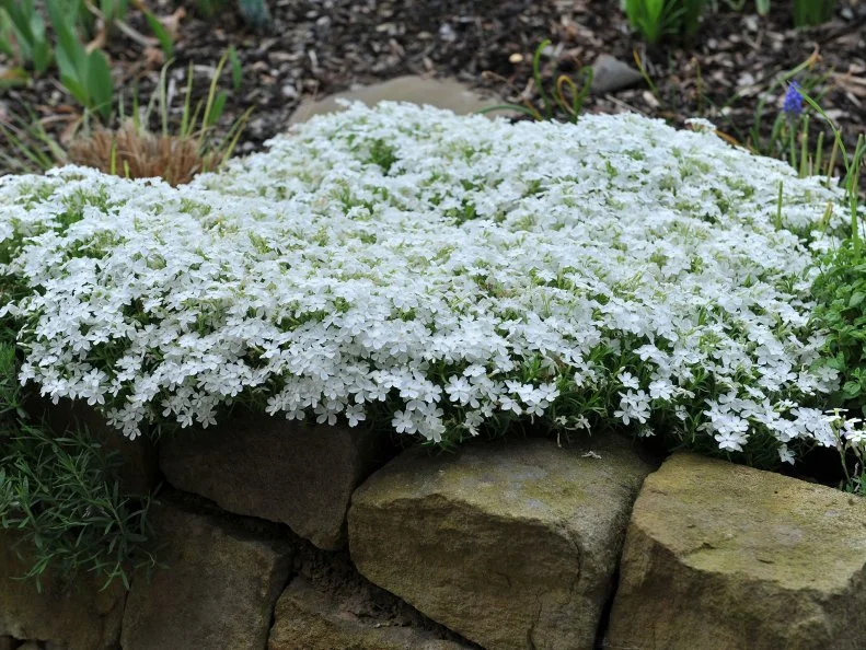 A dense mat of white creeping phlox in full bloom cascades over the edge of a natural stone retaining wall.