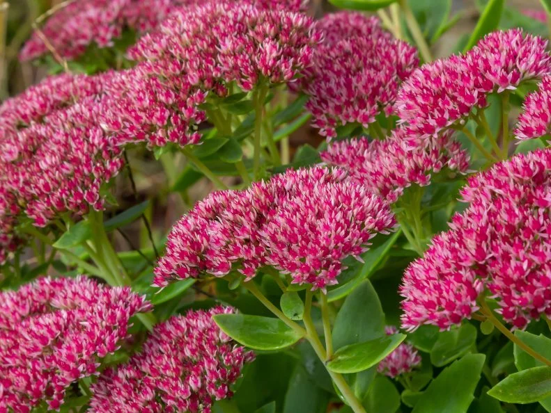 Clusters of bright pink Autumn Joy sedum flowers bloom above thick green succulent leaves.
