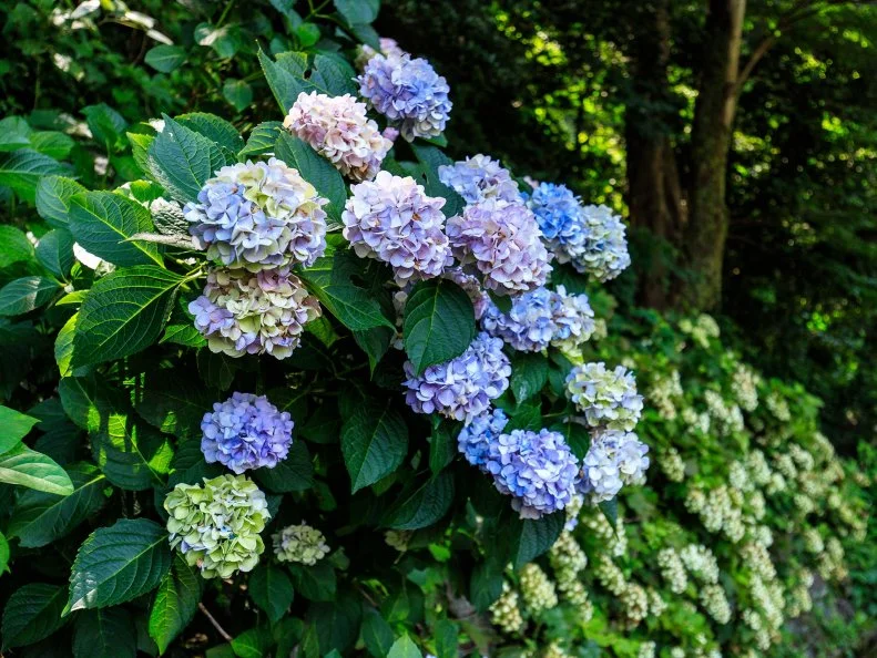 Clusters of blue, lavender, and pale green reblooming hydrangea flowers grow on a leafy shrub beside a wooded garden path.
