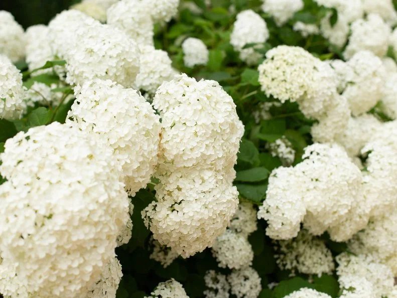 A hydrangea shrub covered in large, densely packed white flower heads set against deep green foliage, photographed up close to show the full, billowing texture of the blooms.
