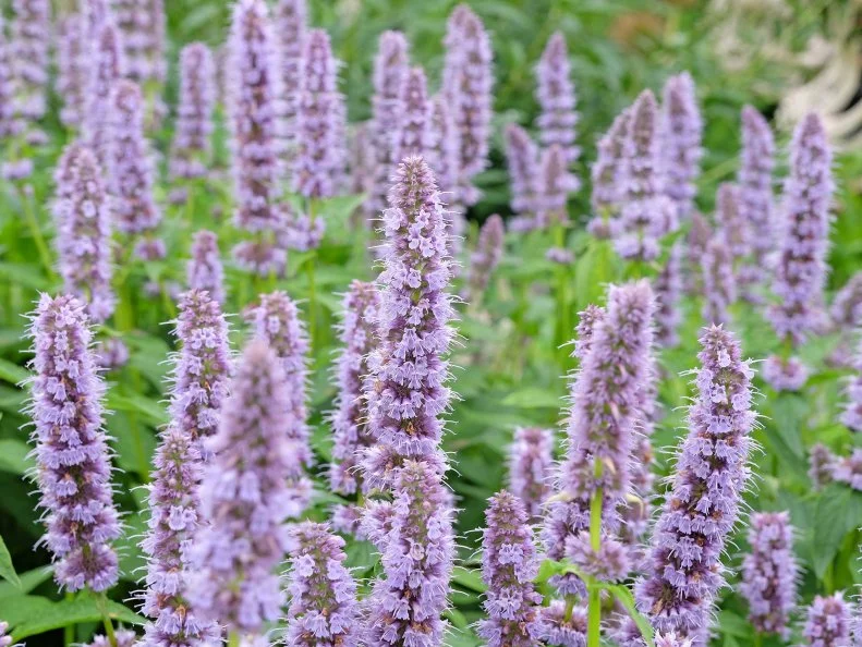 Tall, densely packed spikes of soft blue-lavender agastache flowers rise above lush green foliage, filling the frame with a hazy, cooling wash of color.