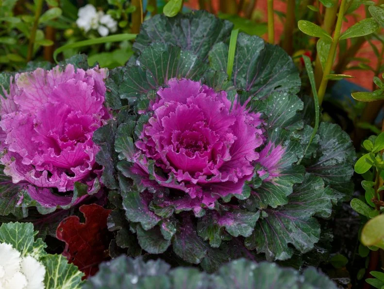 Purple ornamental cabbage forms with ruffled leaves grow among green foliage in a garden bed.