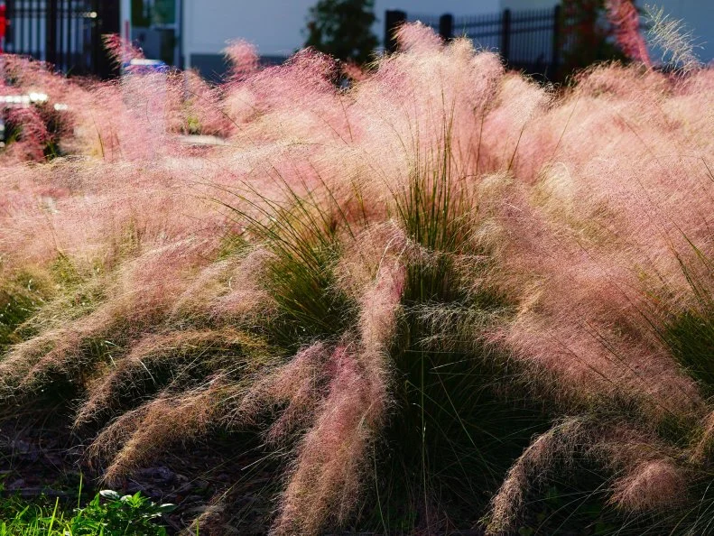Soft pink plumes of pink muhly grass create a cloud-like display in a landscaped garden bed.