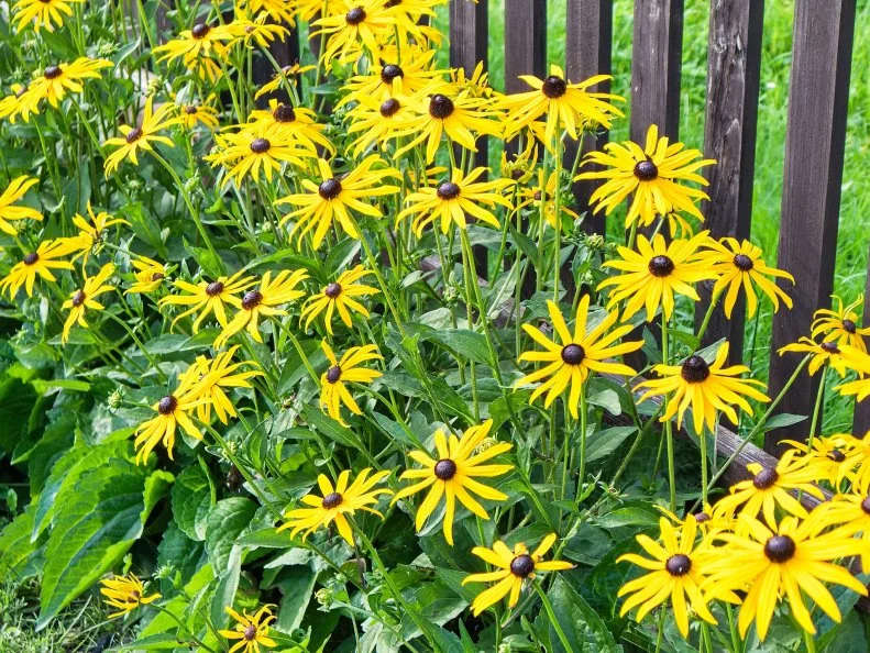 Bright yellow black-eyed Susan flowers bloom along a garden fence with lush green foliage.
