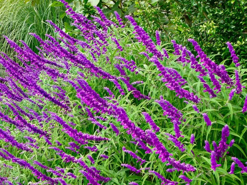 Long spikes of vibrant purple Mexican bush sage flowers arch over silvery-green foliage in a garden bed.