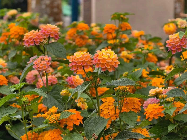 Clusters of orange, yellow, and pink lantana flowers bloom above green foliage in a garden center display.