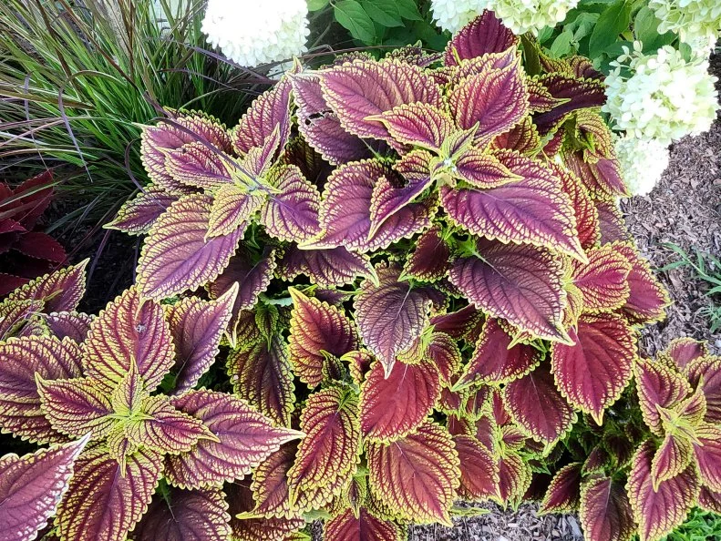 Variegated coleus foliage with deep burgundy centers and lime green edges adds bold color to a garden bed.