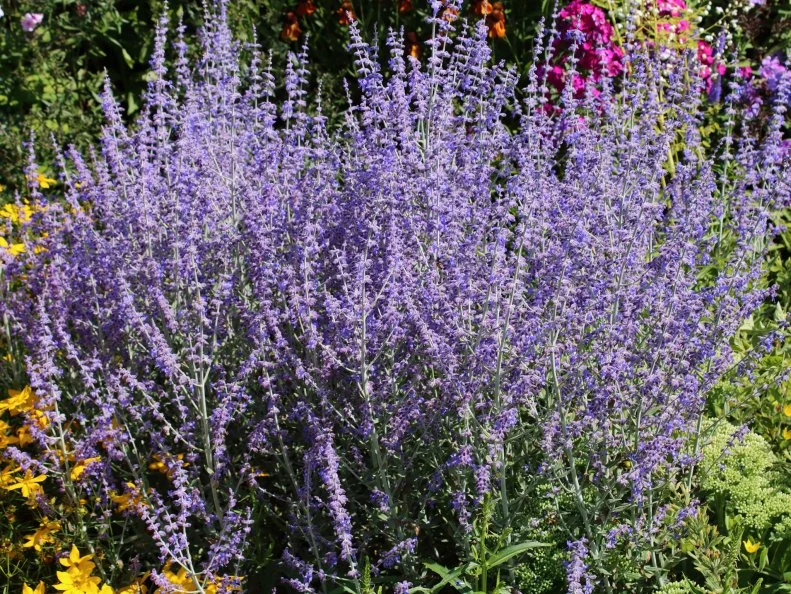 Airy spikes of lavender-blue Russian sage flowers bloom in a lush mixed garden bed.