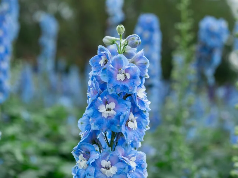 A single tall delphinium spike densely packed with soft sky-blue ruffled flowers and white centers rises in sharp focus against a background of additional blurred blue spikes and green foliage.