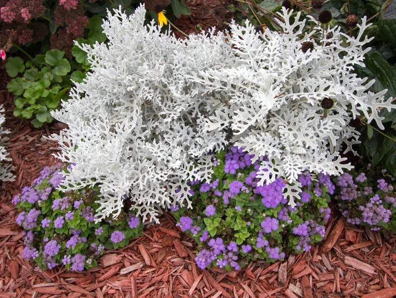 A bold planting combination features a mounding dusty miller with bright silver, lacy foliage rising above a low edging of blue-lavender ageratum blooms, all set against a bed of red-brown mulch.