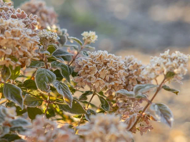 Close-up of frost-dusted hydrangea blooms in soft golden light, their faded tan and pink petals and green leaves rimmed with a thin layer of ice crystals.