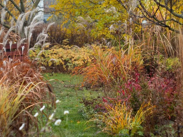 A backyard border filled with ornamental grasses and perennials in their fall colors, with feathery plumes, deep red foliage, and golden shrubs framing a grassy path.