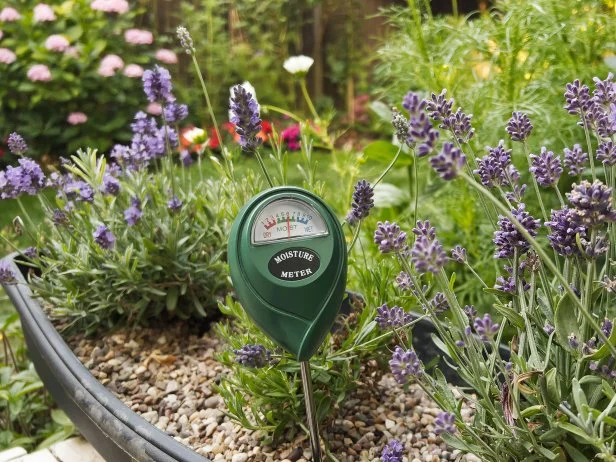 A green soil moisture meter inserted into a gravel-topped planter reads "moist" on its dial, surrounded by blooming lavender in a garden bed.