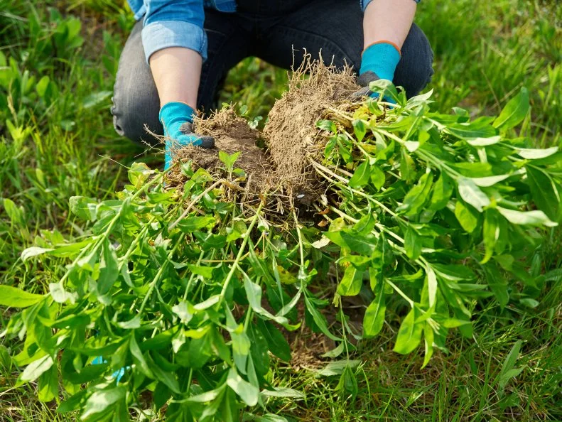 Person holding a divided phlox plant.