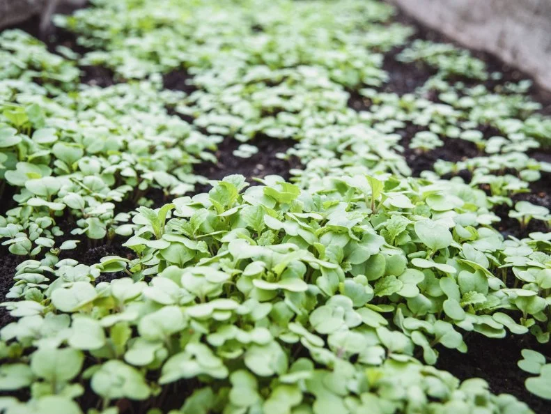 Mustard green seedlings in a garden bed