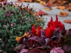 Celosia and mums near a sidewalk with fall foliage.