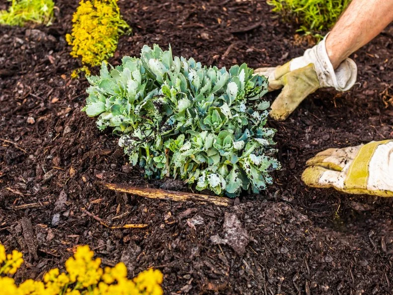 Person spreading mulch around sedum.
