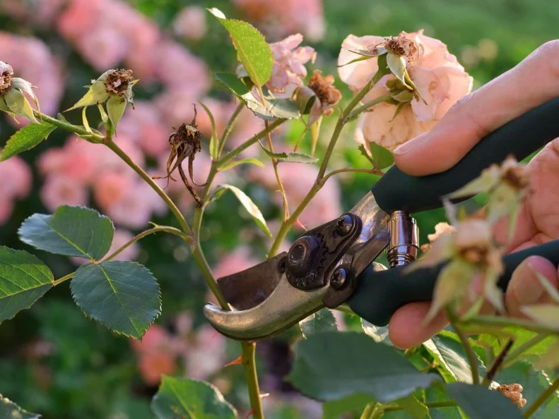 Hand holding pruners clipping spent blooms off a rose bush.