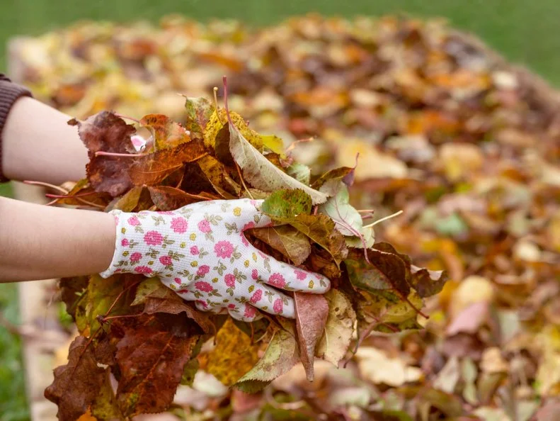person holding fall leaves