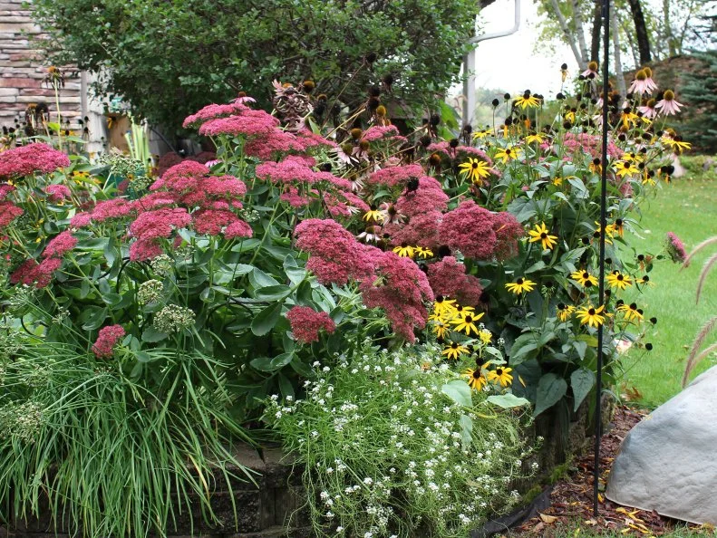 Sedum and black-eye susan flower garden