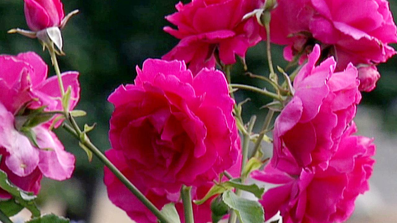 Learn Tips for How to Prune Roses from a Master Rosarian