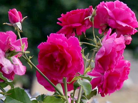 Learn Tips for How to Prune Roses from a Master Rosarian