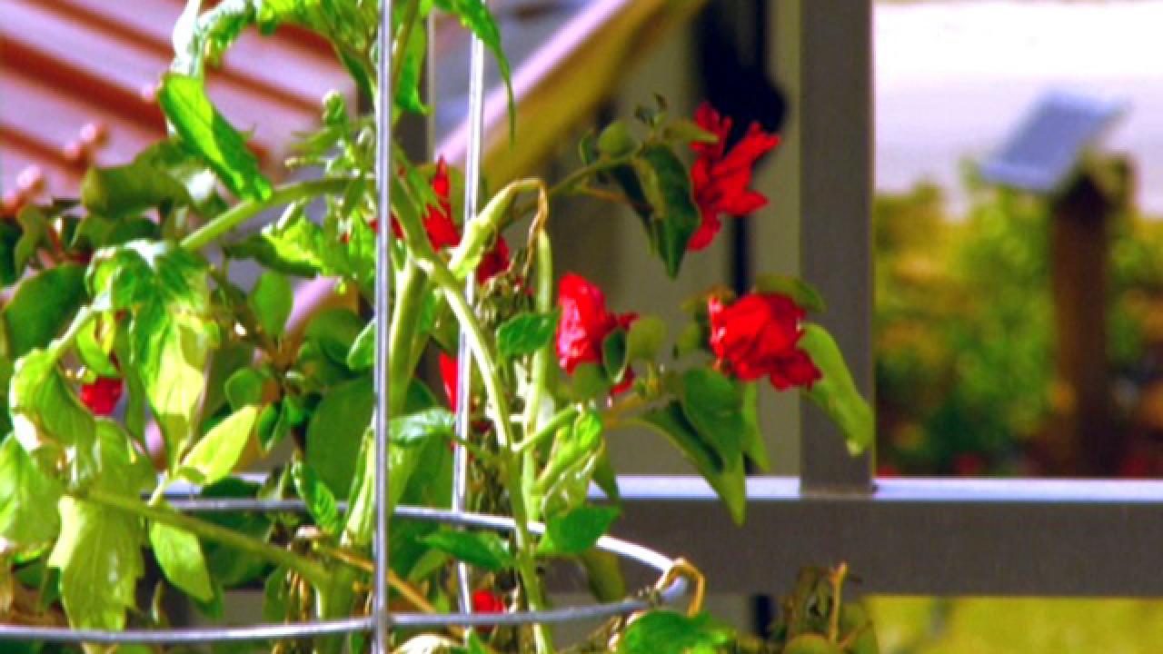 Green Home Rooftop Garden