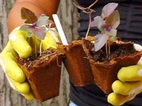 Grow an Italian Kitchen Garden