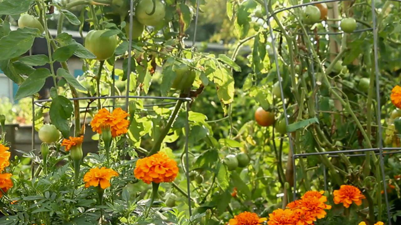 How to Grow Great Tomatoes
