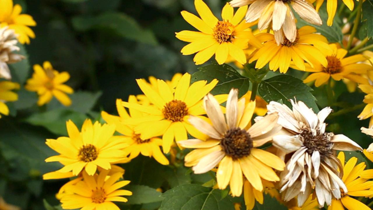 5 Plants for Full Sun Landscapes and Gardens
