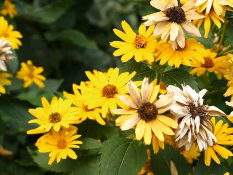 5 Plants for Full Sun Landscapes and Gardens