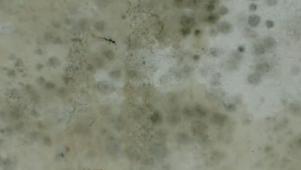 Black Mold Symptoms And Health Effects Hgtv Mold Prevention Methods 02 08