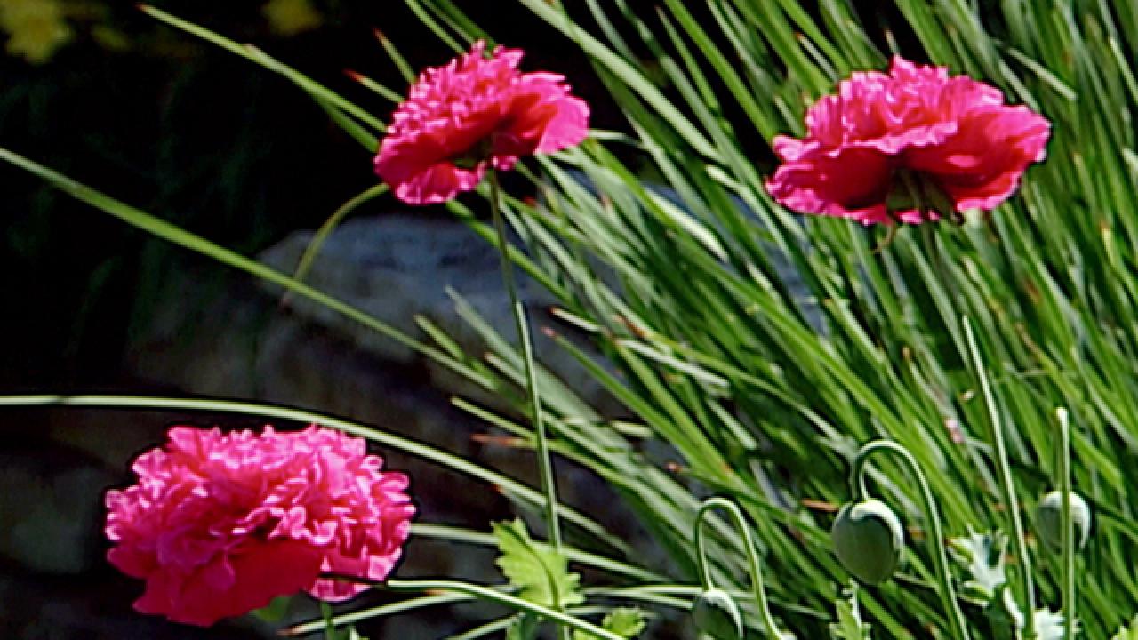 Types of Garden Flowers