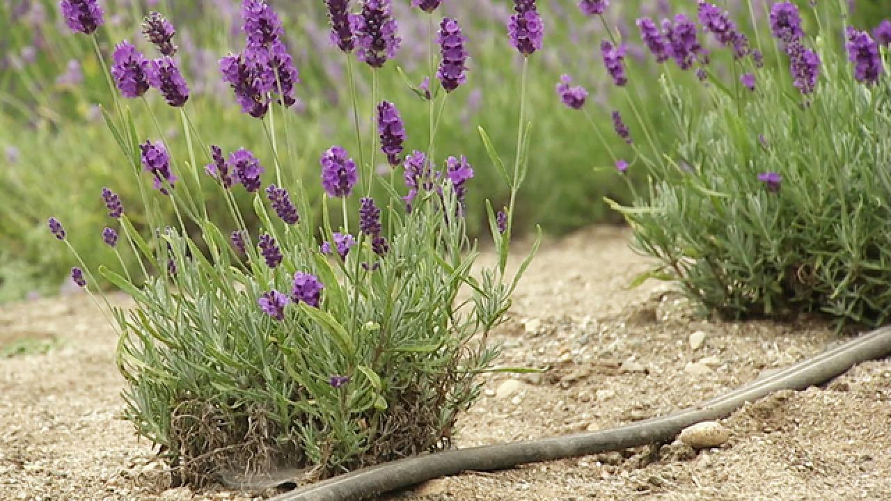 Learn All About Lavender